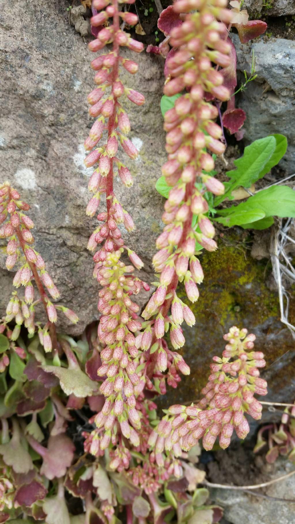 Ombelico di Venere?  S Umbilicus rupestris (Crassulaceae)